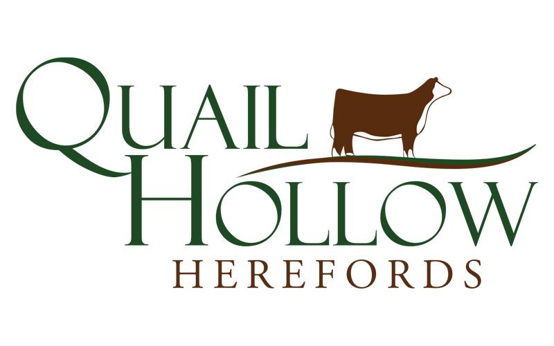 Hereford Cattle Logo Design  Quail Hollow Herefords Logo Design by Ranch House Designs, Inc.  